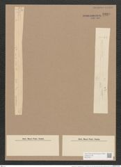 Synedra ulna var. subaequalis (Grun.) V. H. (de-Toni-Nr.: Genus 66, Species 2584) Zeichnungen Sammlung Grunow Nr. 5239 (NHMW-BOT-W0373611)